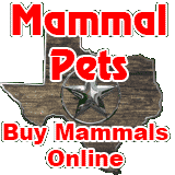 Mammal Pets (image for) Mammal Pets